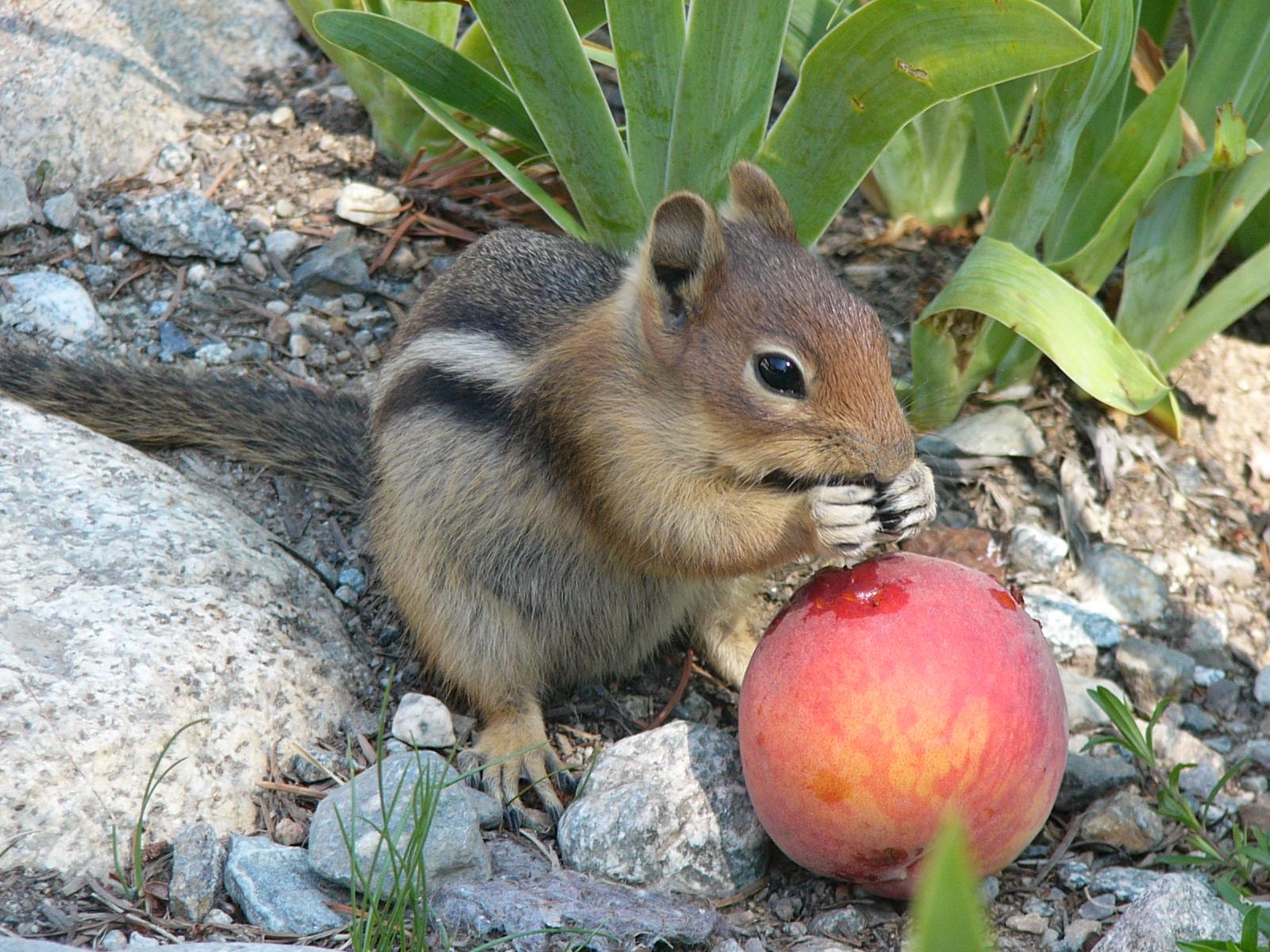 golden-mantled ground squirrel 2